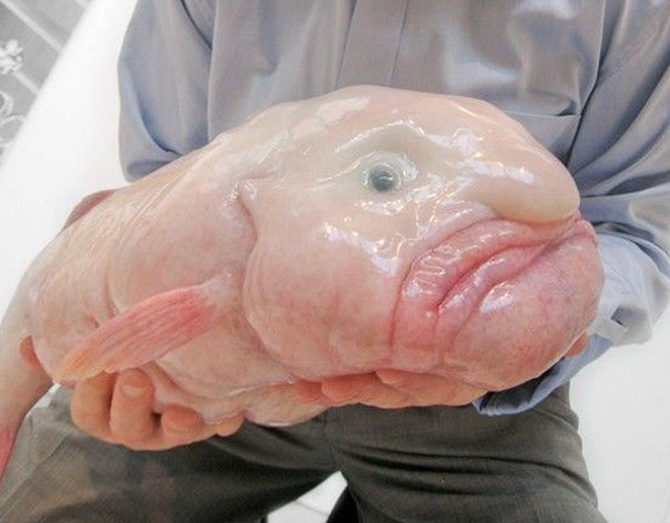 Fumos miese Spelunke the-blobfish-and-20-other-animals-so-ugl