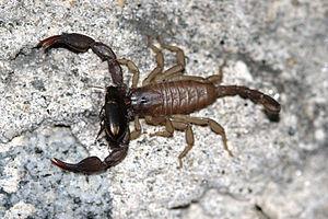 300px-Euscorpius italicus