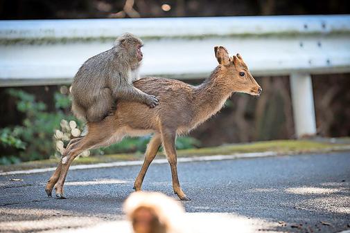 Ungewoehnliches-Paar-Affe-liebt-Hirsch p