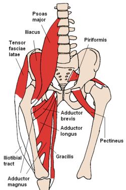 250px-Anterior Hip Muscles 2