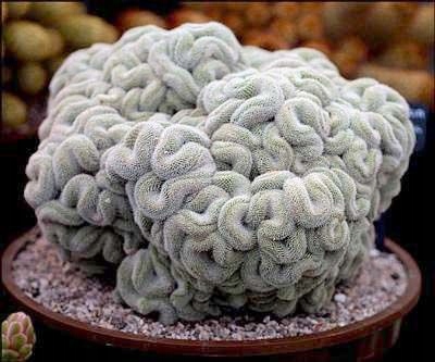 MAMMILLARIA-ELONGATA-CRISTATA-ORYGINALNY