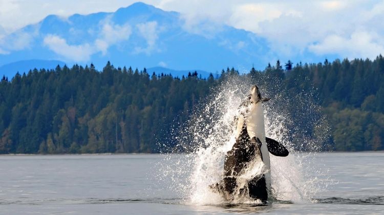 canada-wildlife-and-vancouver-island-tou