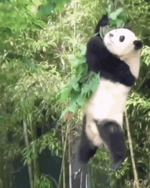 panda gif - Copy