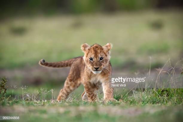 gettyimages-999344858-612x612