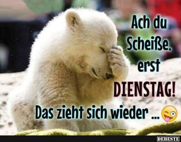 Lustige-Bilder-zum-Dienstagmorgen-1