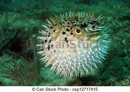 kugelfisch-oder-puffer-fisch-bild csp127