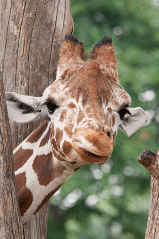 giraffe petzauge