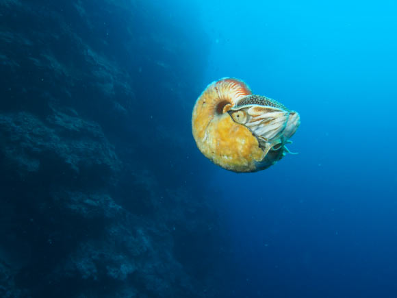 image 3171 1-Allonautilus-scrobiculatus