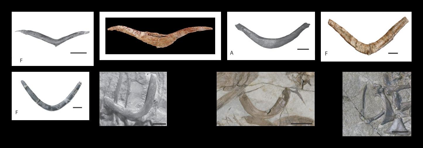 VogelEvo-Furcula-002-Theropoden