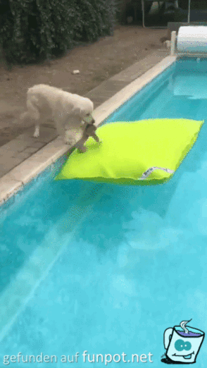Hund geht zum Chillen in den Pool