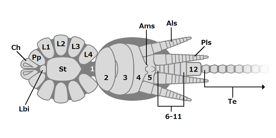 20200831 Chimerarachne yingi vental