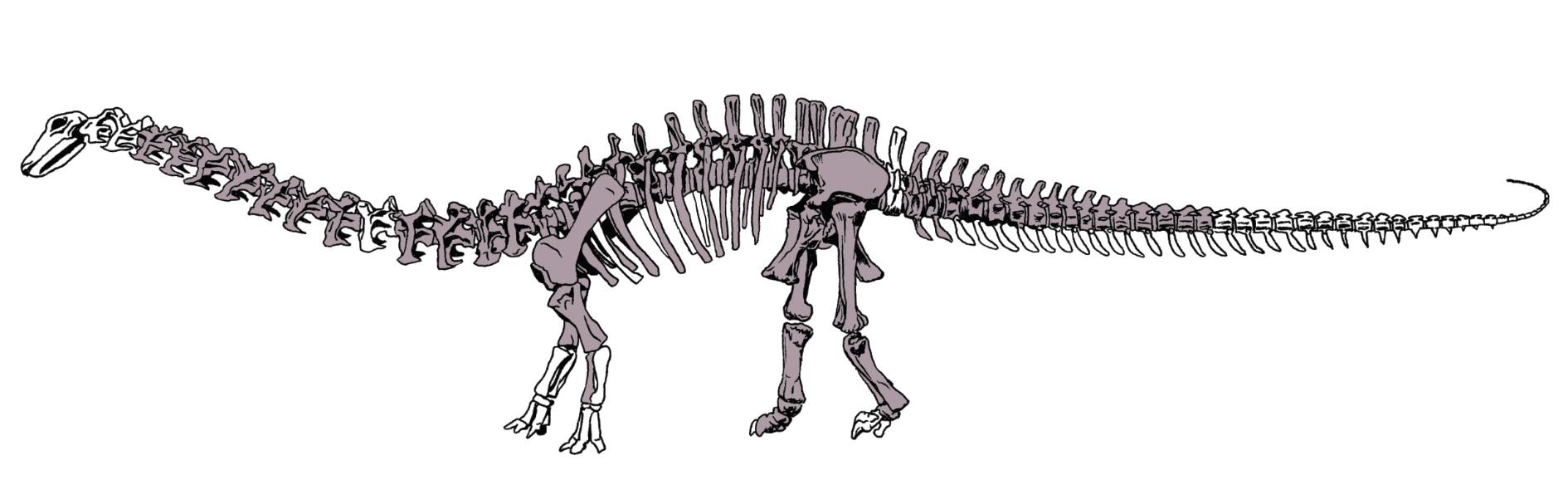 Brontosaurus-graphic