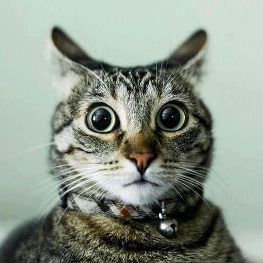 Shocked-kitty-is-shocked