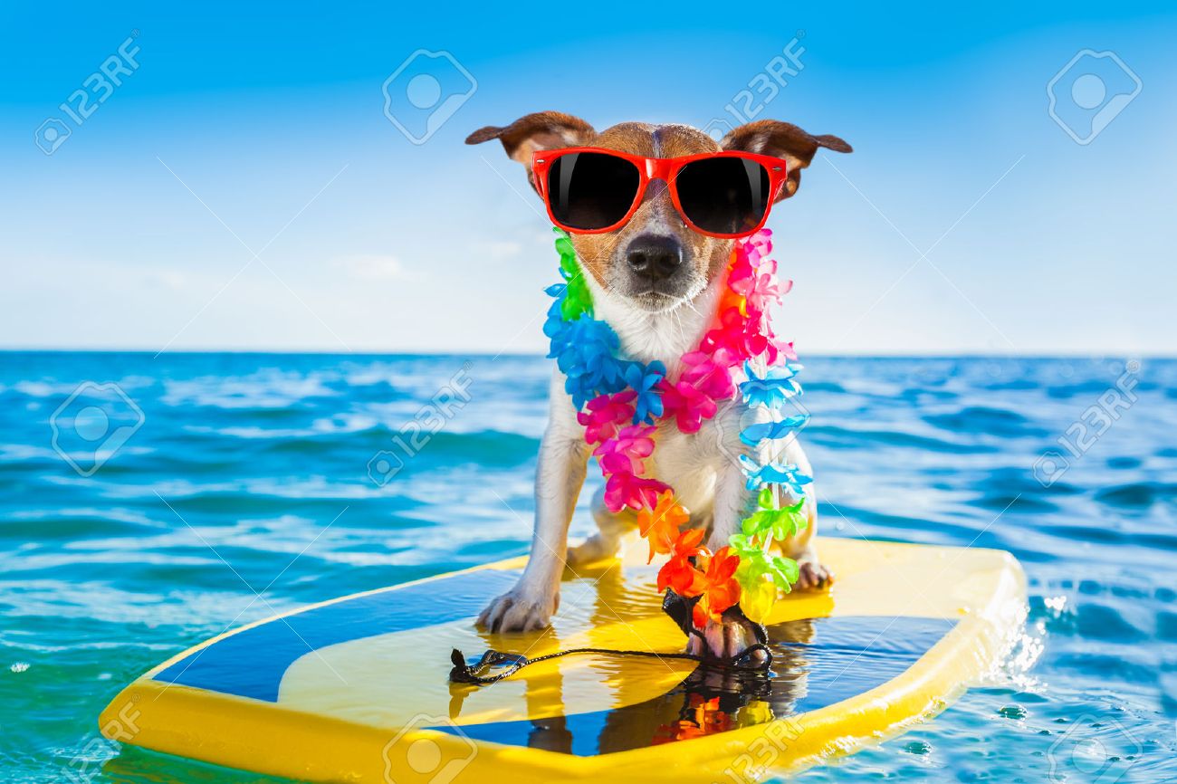 32316466-dog-surfing-on-a-surfboard-wear