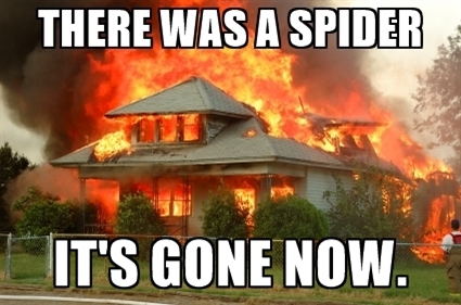 there-was-a-spider-its-gone-now