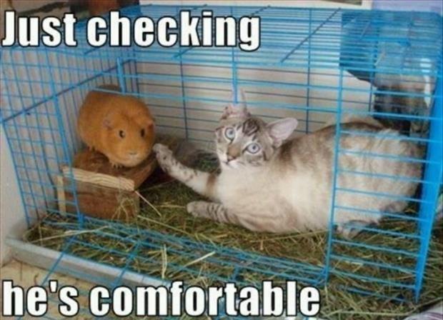 Cat-Checks-The-Tenderness-Of-The-Guinea-