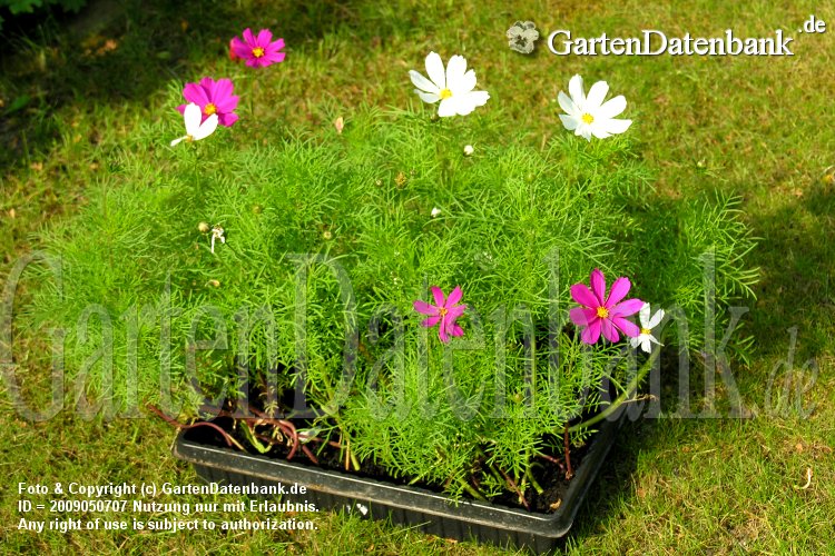 cosmos bipinnatus cosmea bluehende saeml