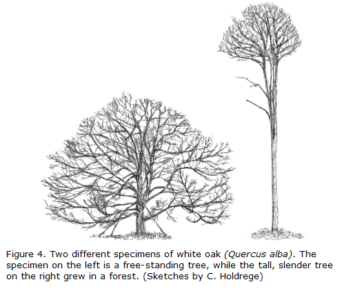 Screenshot 2018-12-23 The Forming Tree