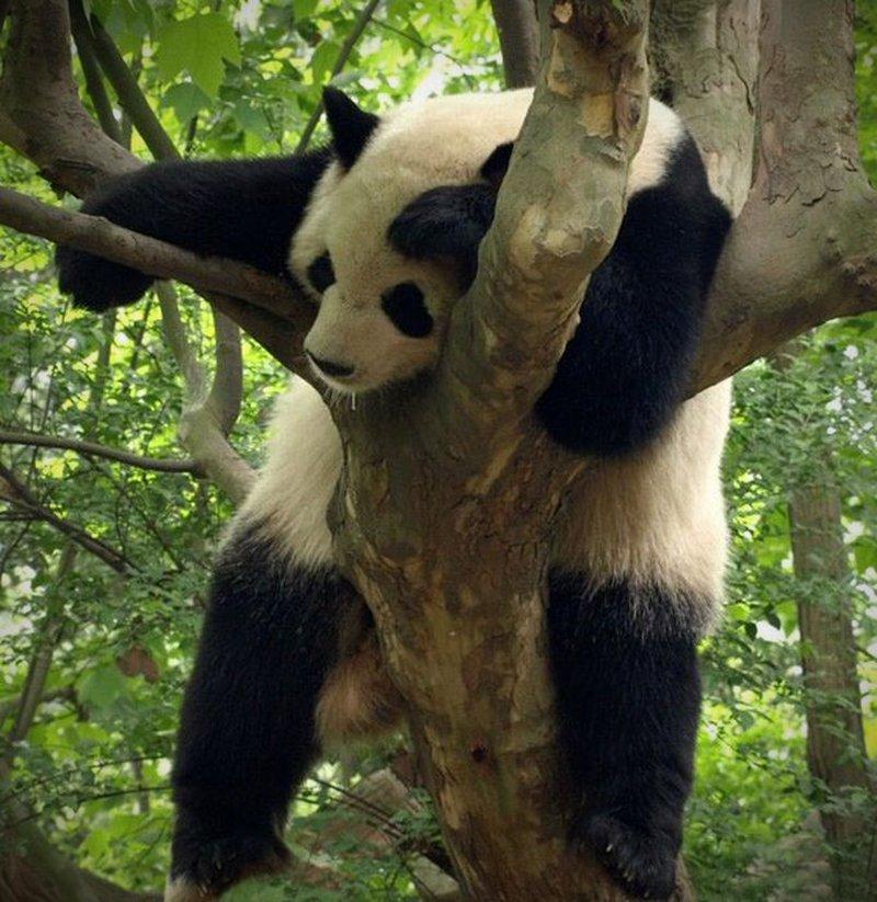 schlafender-panda-ein-zustand-voelliger-