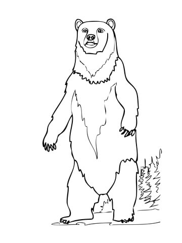 brown-bear-standing-up-coloring-page