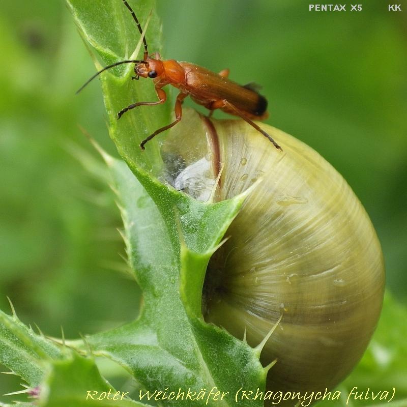  KK 6018 Rhagonycha