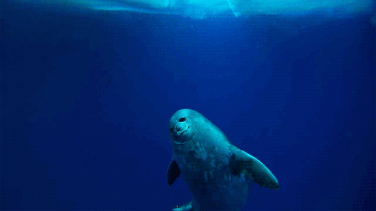 beach underwater seal
