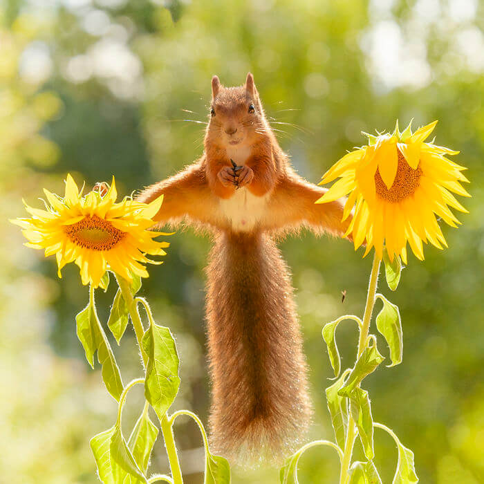 Photographer Captured Squirrels Every Da