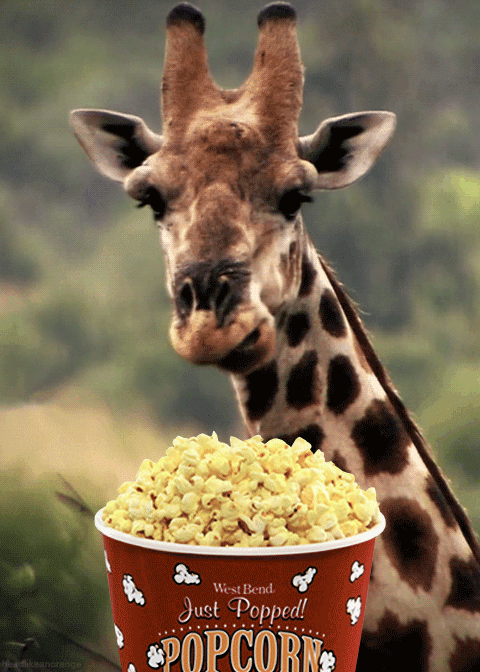 giraffe popcorn
