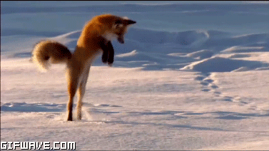 fox strike