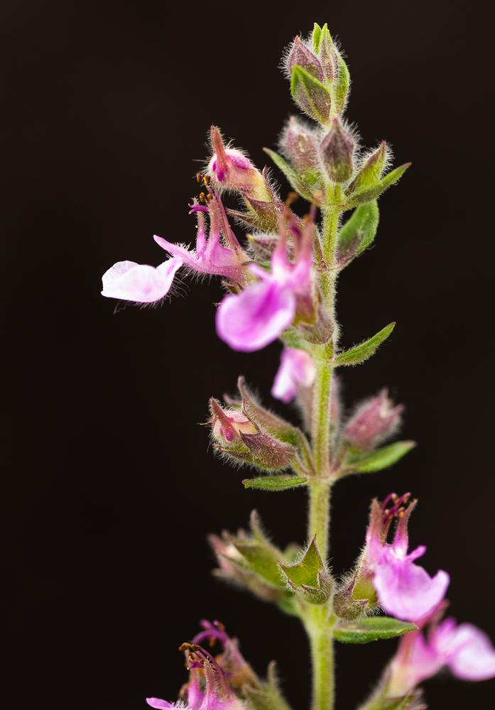 Echter Gamander Teucrium chamaedrys-3