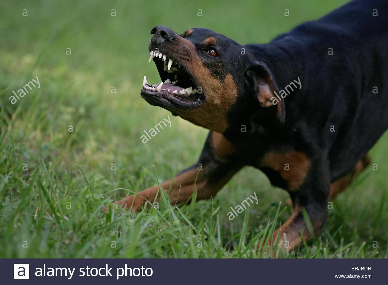 aggressive-dobermann-erjbdr