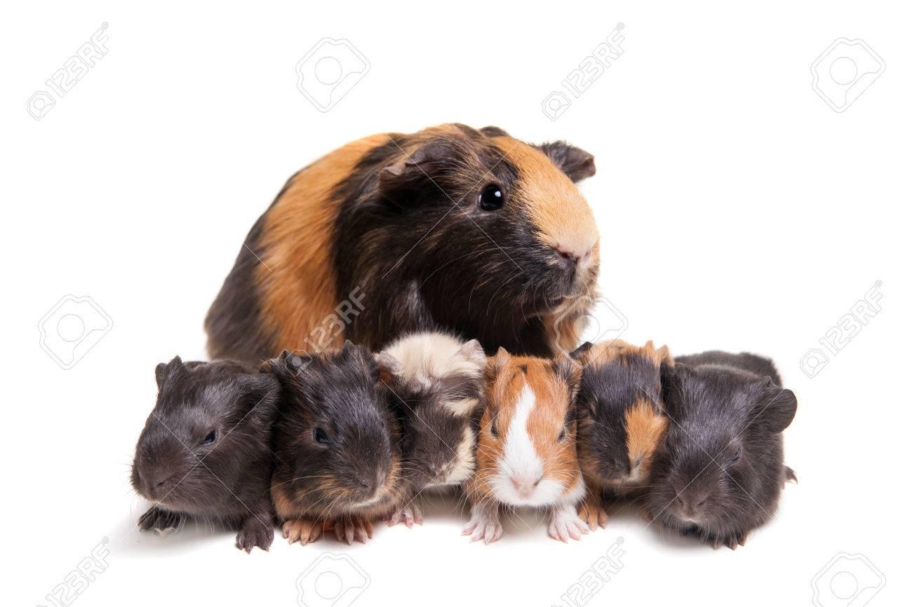 29540689-mother-guinea-pig-and-her-six-b