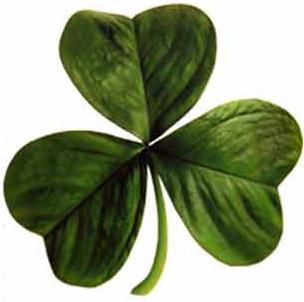 Irish clover