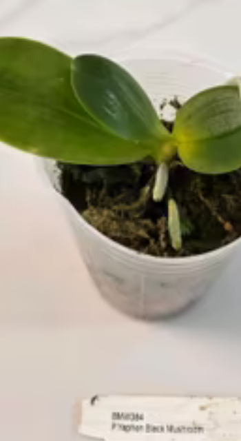 Screenshot 2026-01-17 004616