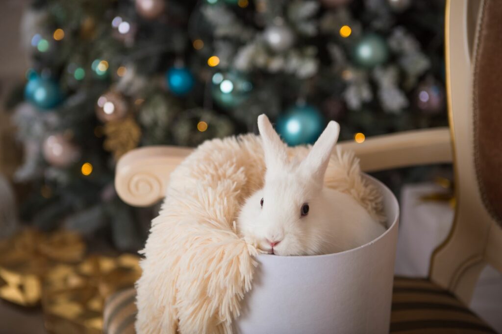 bettchen-kaninchen-weihnachten-1024x682