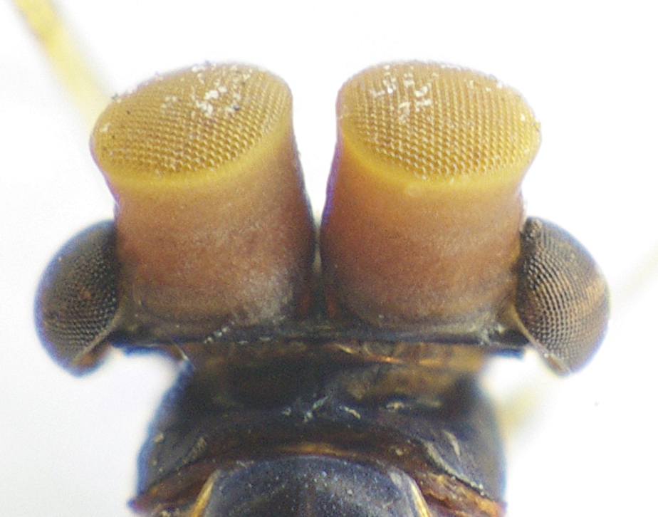 Cloeon dipterum Turbanaugen