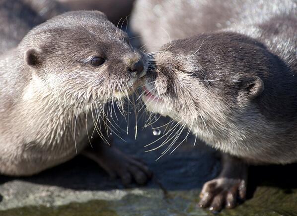 Otter sind Liebe - Copy