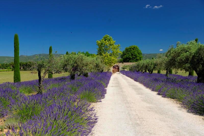 weg-durch-lavendel-42362585