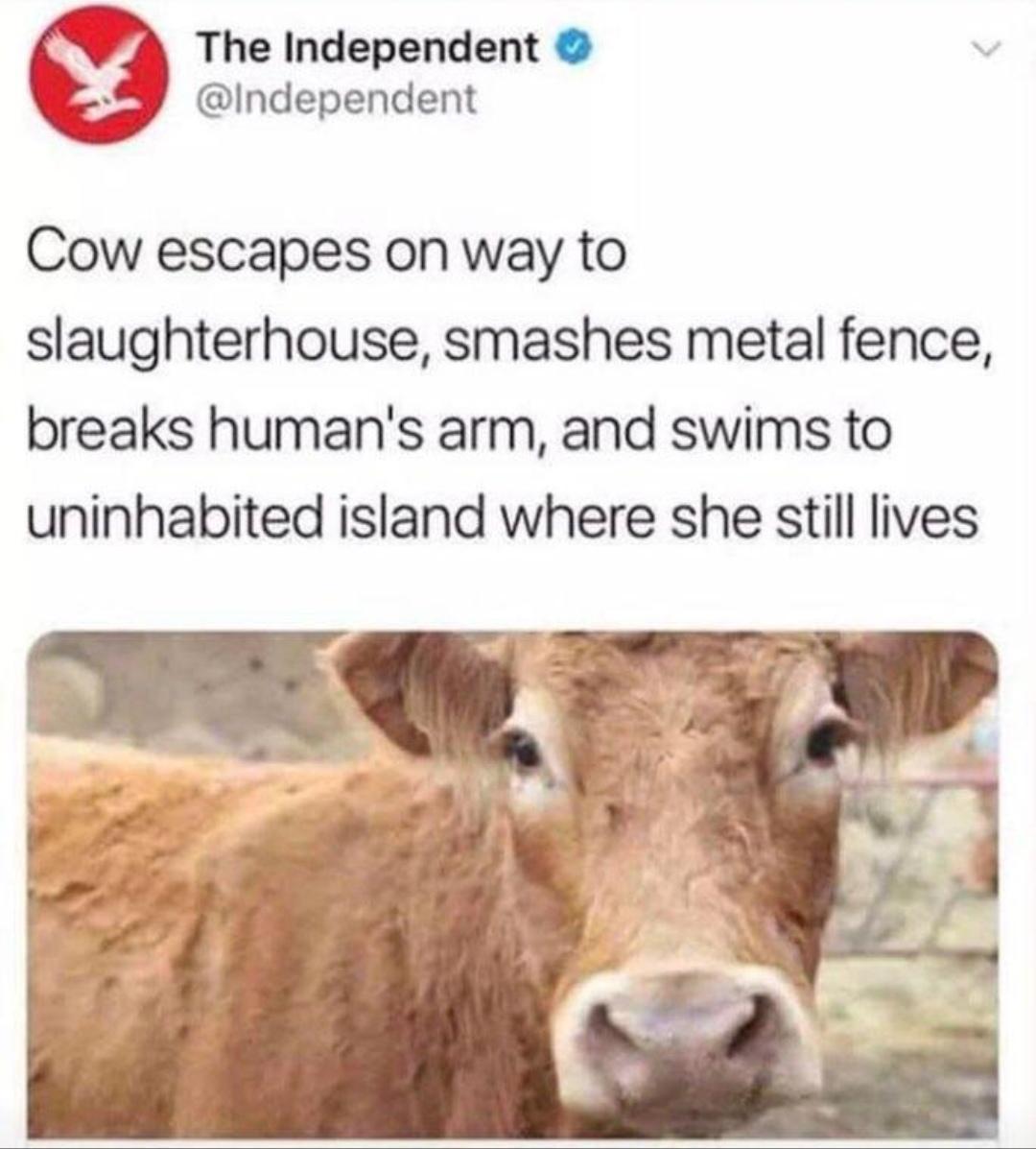 cow