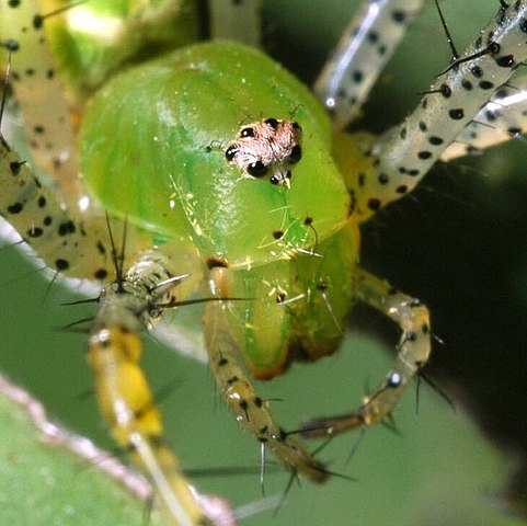 Peucetia viridans cropped