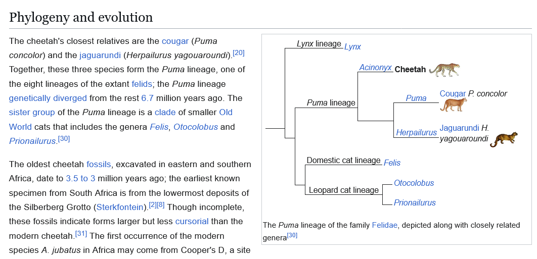 cheetah lineage - Copy