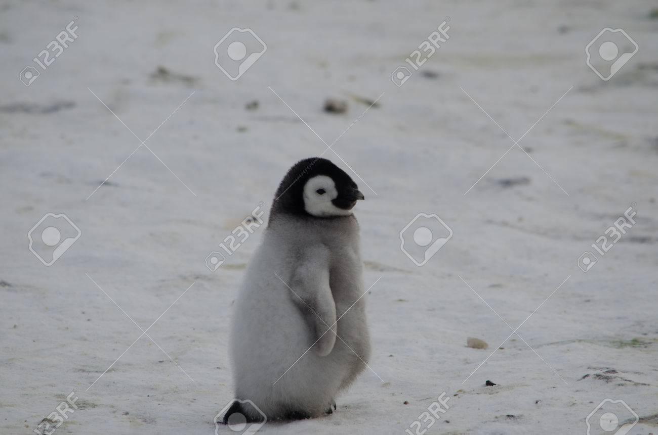 44230578-lone-emperor-penguin-chick