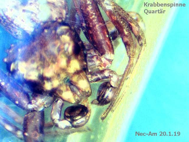 Bild 011 Krabbenspinne