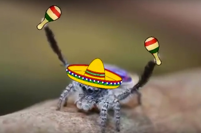 peacock-spider-conga