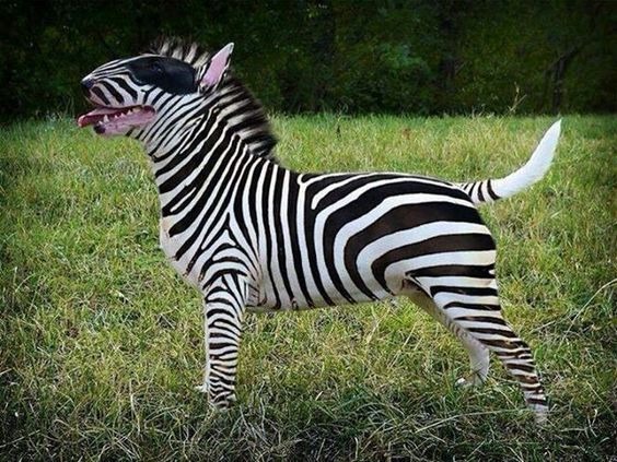 amy zebra