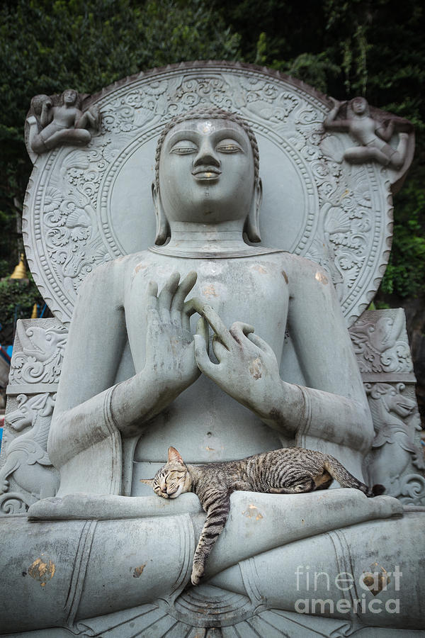 cat-sleeping-on-the-lap-buddha-statues-t
