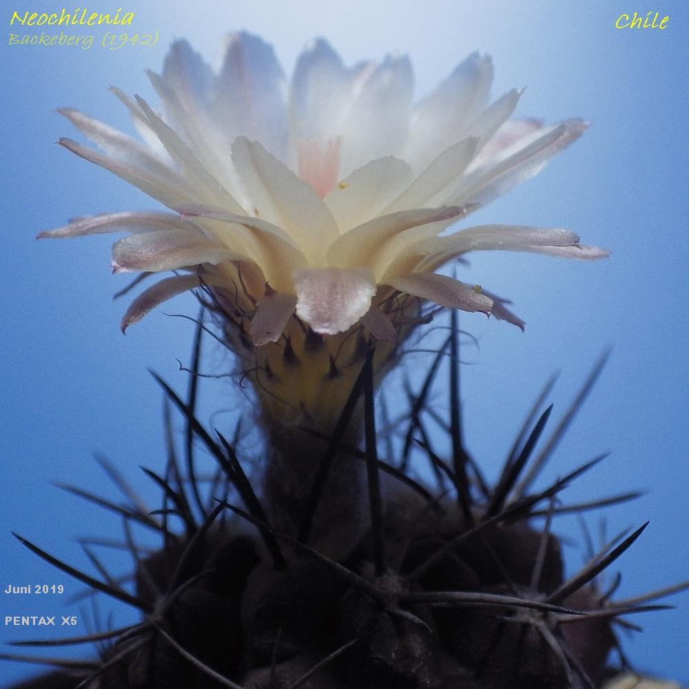 KK 9903 Neochilenia 5.6.19-1000