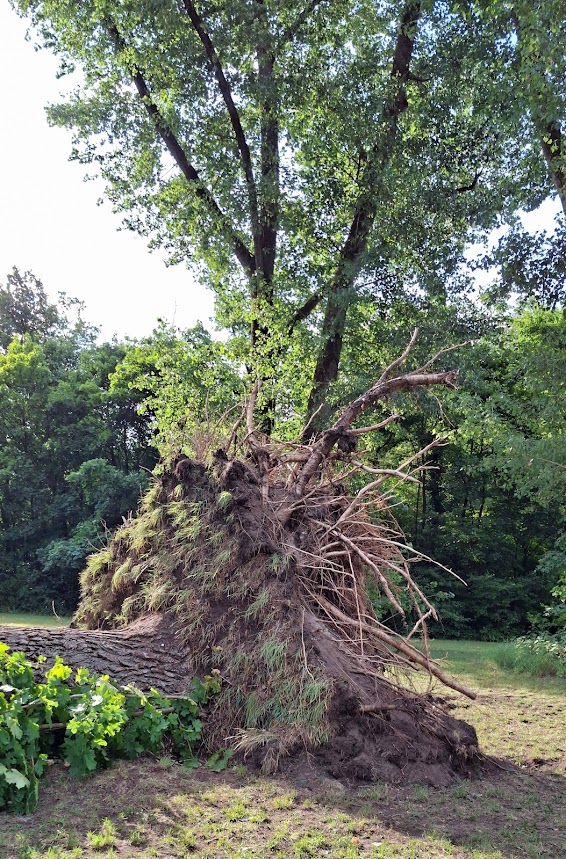 Sturm6