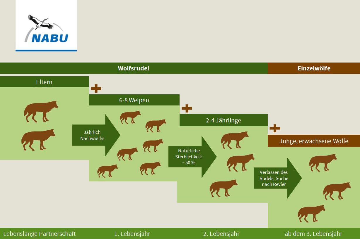 150414-nabu-wolf-rudelgrafik