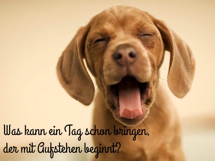 guten-morgen-bilder-kostenlos-lustig-hun